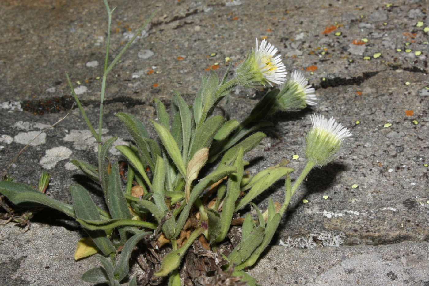 Asteracea da determinare-7 - Erigeron sp.